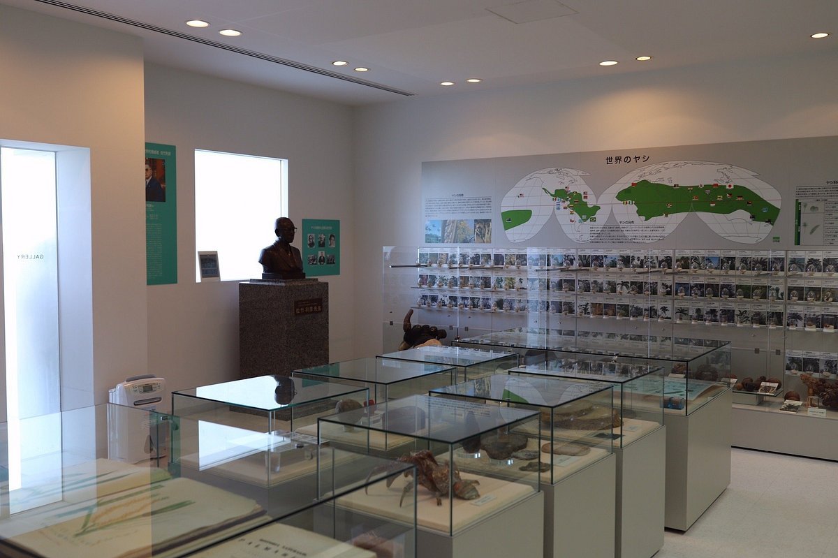 🏛️ 이시가키 시립 야에야마 박물관 (이시가키 시리츠 야에야마 하쿠부츠칸) 이미지 1